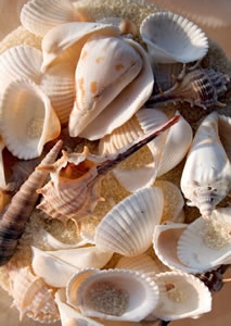 Shell hunting on the Bunbury beach